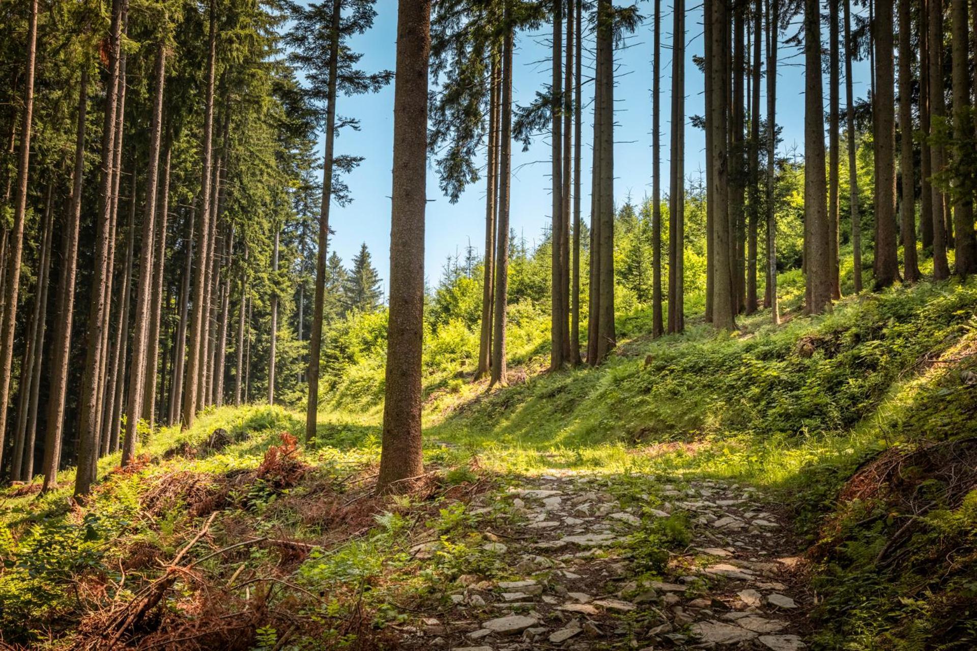 Ferienwohnung Angerlgut Sankt Koloman Kültér fotó